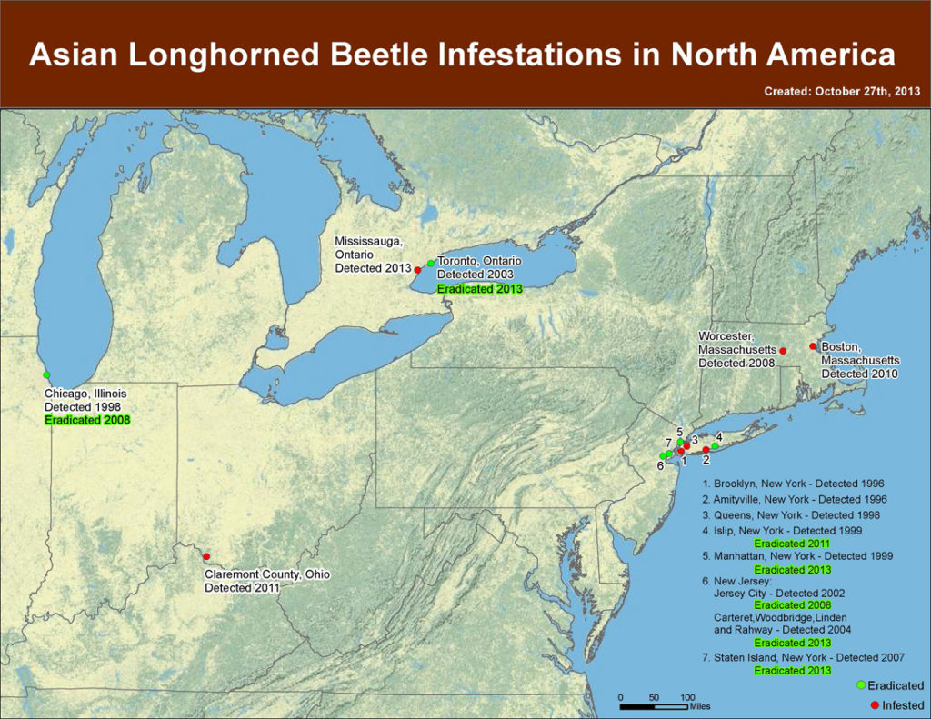 asian longhorned beetle map