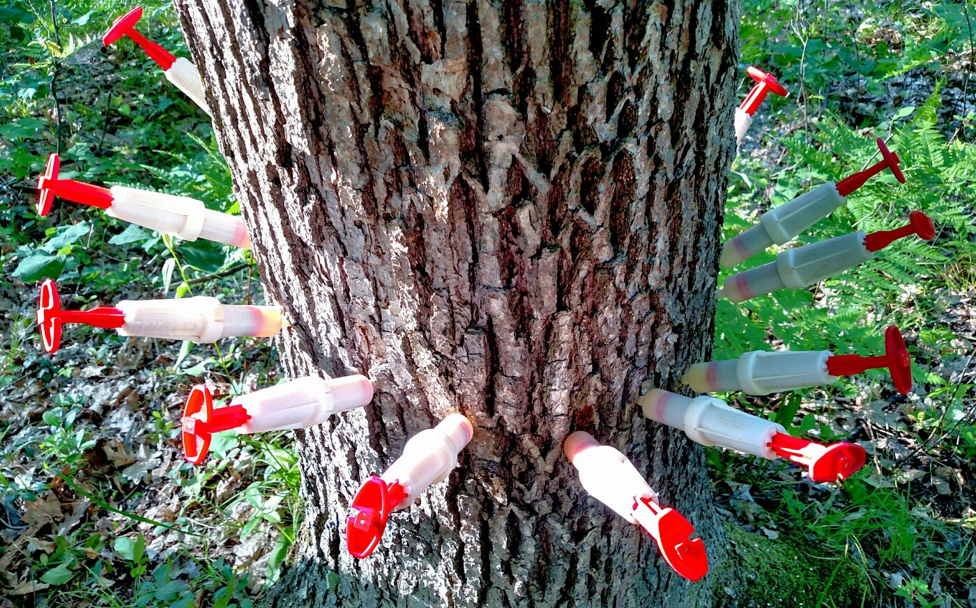 How to Get Rid of Disease on Oak Tree 