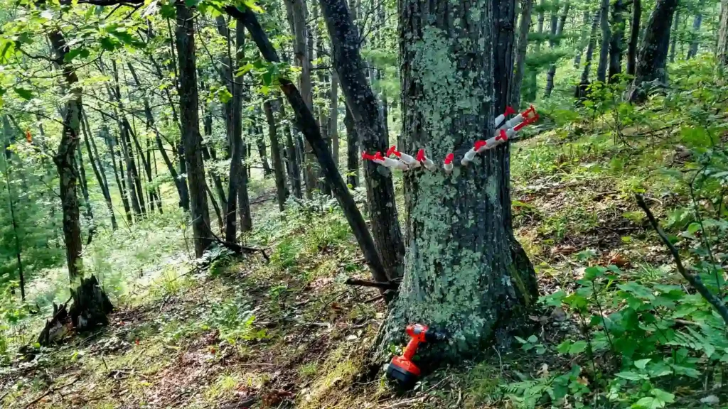 Microinjection to Protect Trees From Oak Wilt image