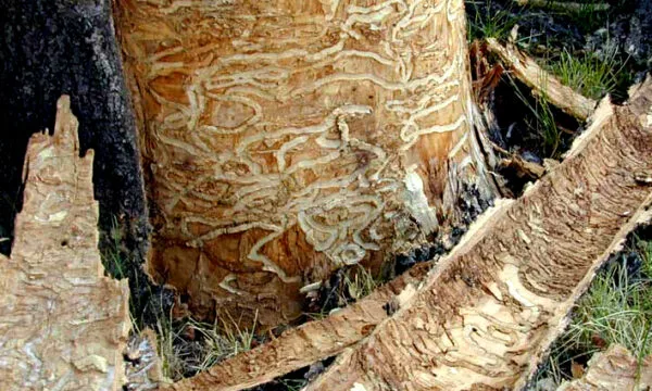 HOW EAB KILLS TREES