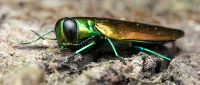 Emerald Ash Borer Treatment