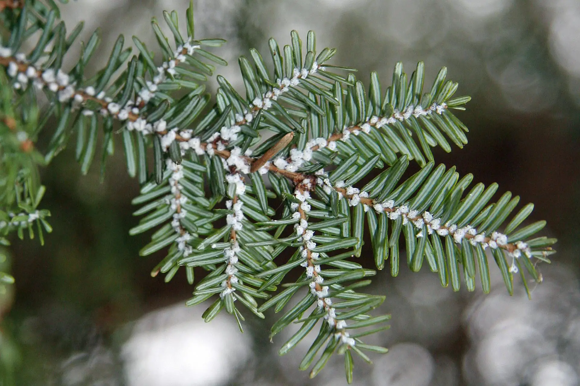 injection-procedure-for-hemlock-woolly-adelgid-img