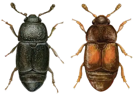 oak-wilt-beetle-image