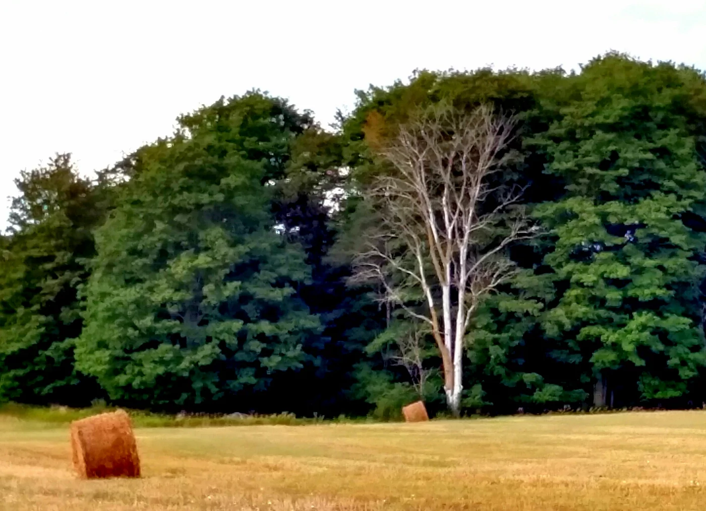 Dutch Elm Disease - Chemjet Tree Injector